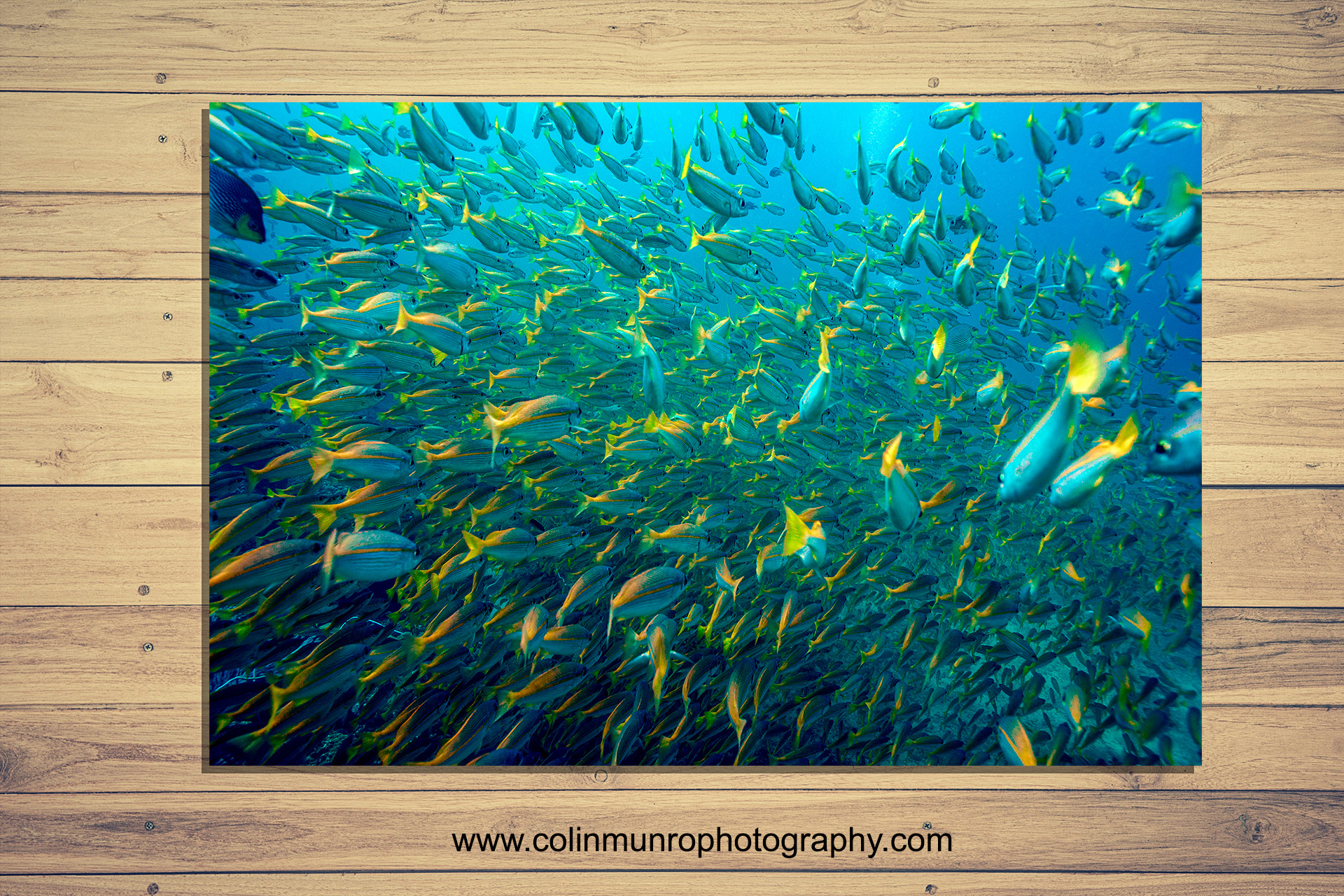 Fine art photographic print of a school of bigeye snappers, Andaman Sea. Colin Munro Photography www.colinmunrophotography.coms