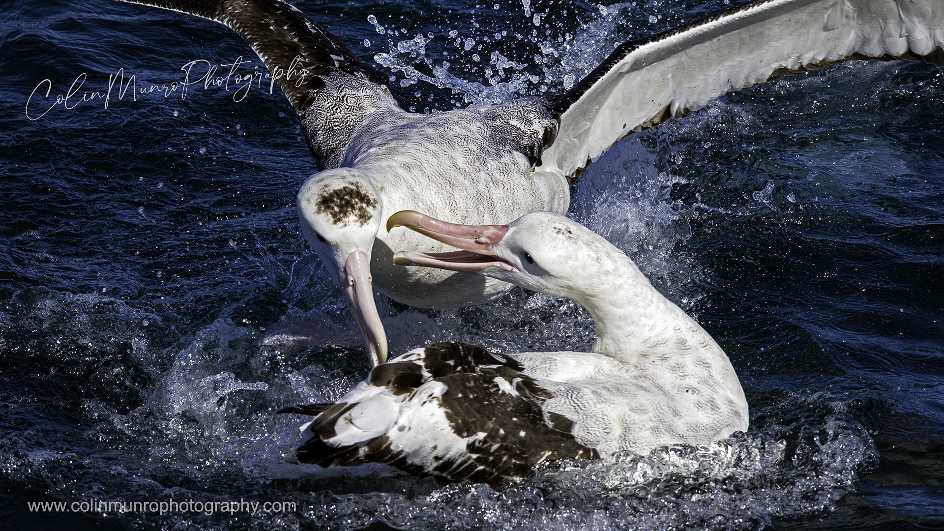 Wandering albatross squabble over food. Colin Munro Photography wildlife images and fine art prints. 