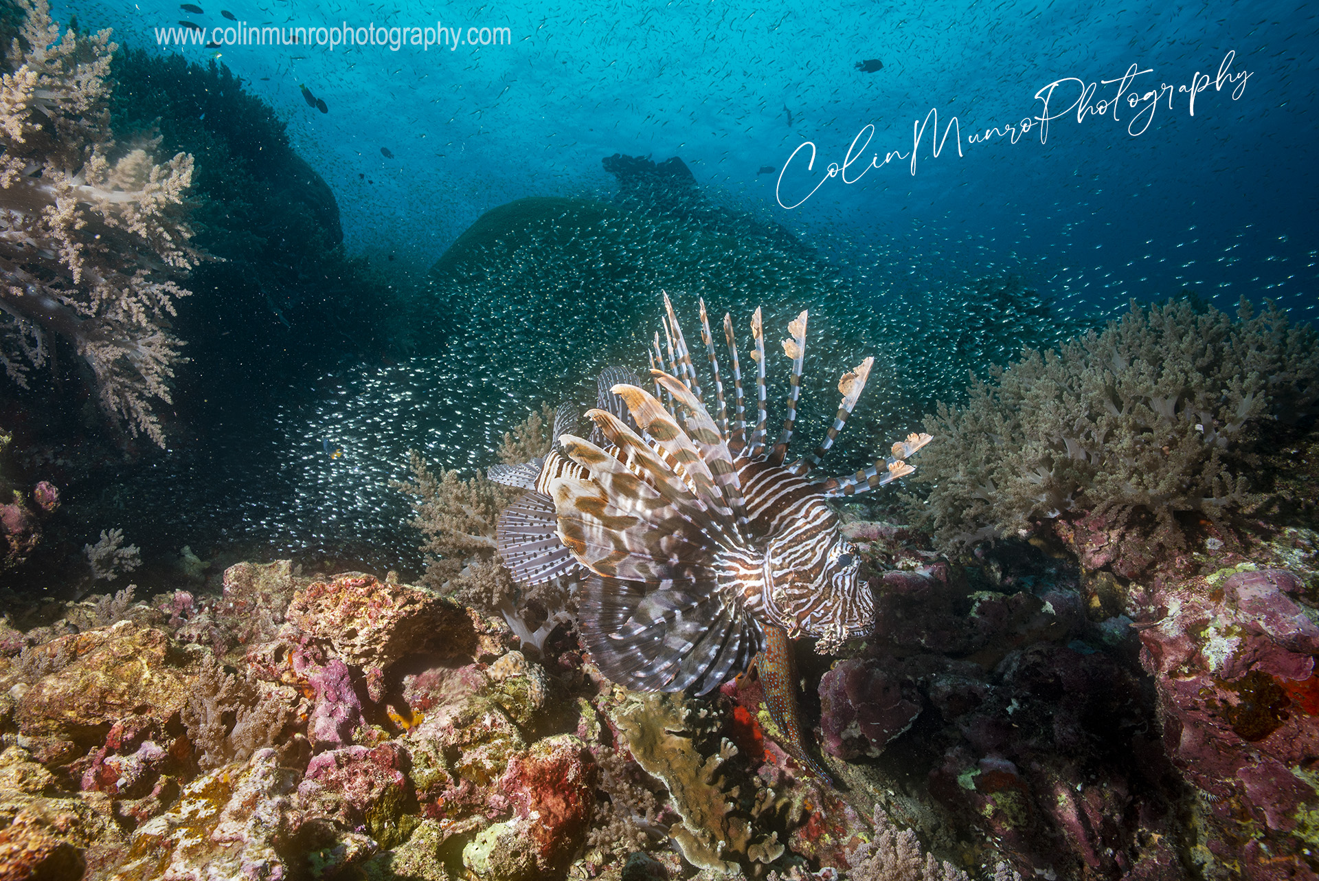 An Indian lionfish, Pterios miles, surrounded by a shool of tiny fish, swims across a coral reef, Richelieu Rock, Surin Islands, Andaman Sea, Thailand. Fine art print. Underwater wildlife prints @ Colin Munro Photography 