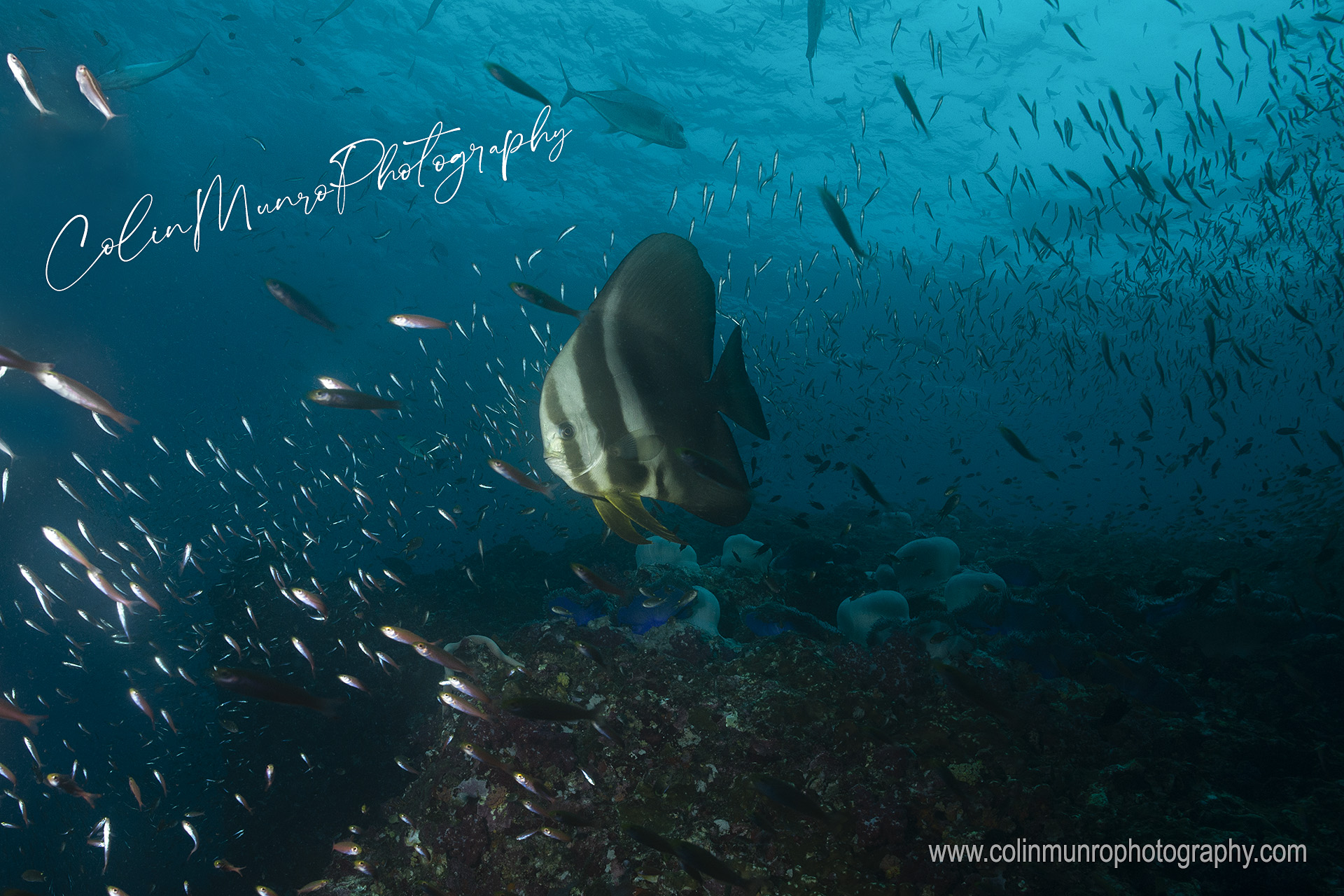 A longfin batfish, aka longfin spadefish, Platax teira, glides above a rocky underwater pinnacle. Similan islands, Andaman Sea, Thailand. @ Colin Munro Photography www.colinmunrophotography.com