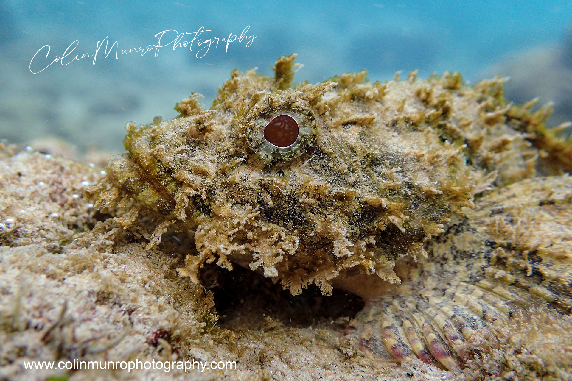 A scorpionfish sits camouflaged on a rock. Phuket, Thailand. @ Colin Munro Photography www.colinmunrophotography