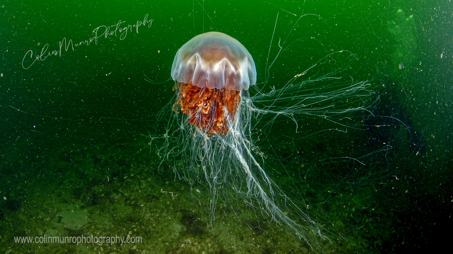 A lion's mane jellyfish, Cyanea capillata, photographed in the gloomy waters of the Clyde estuary, West Scotland.