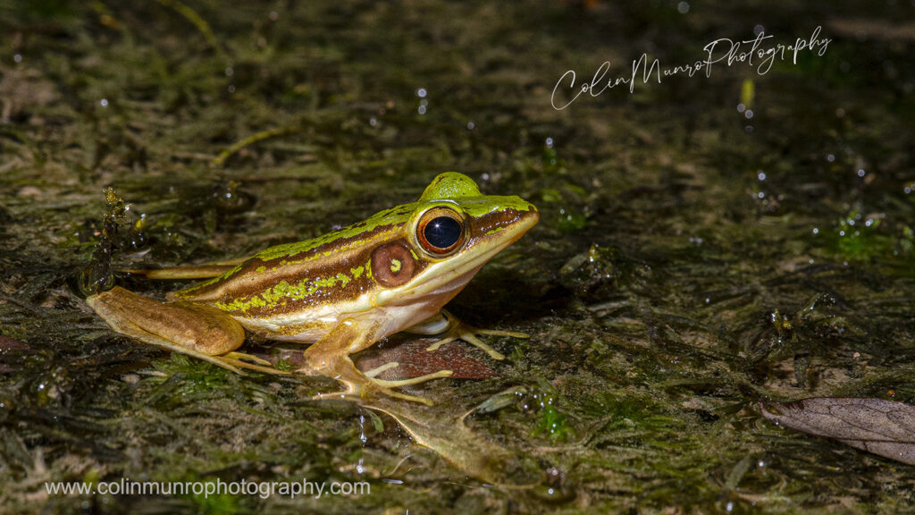 Green pad frog, Rana erythraea, sitting in a forest rainwater pool, Phuket, Thailand @colinmunrophotography