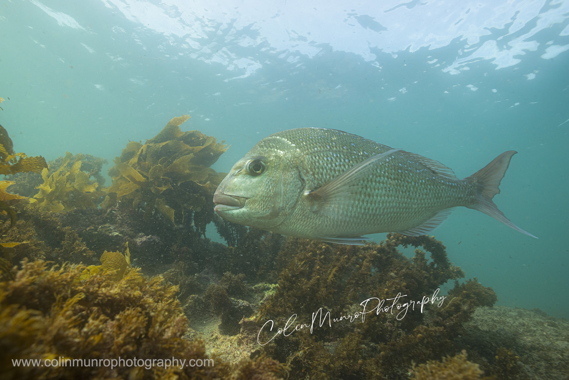 An Australasian snapper,Chrysophrys auratus, swims over kelp covered rocks, Goat Island Marine Reserve, New Zealand. @ Colin Munro Photography www.colinmunrophotography.com