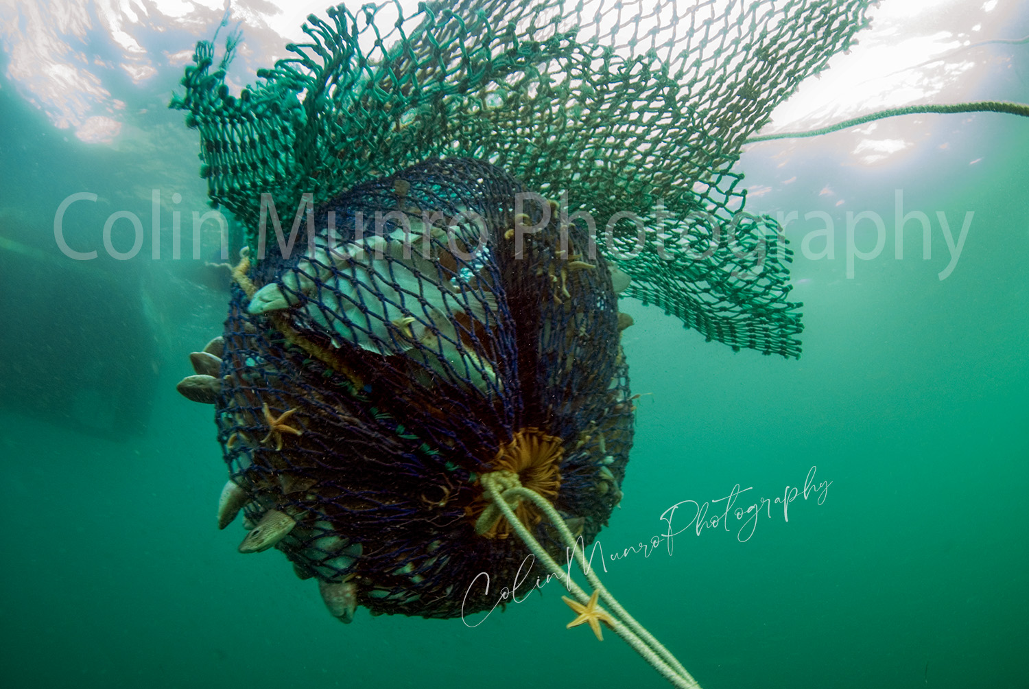Close up of the cod end of a trawl net, full of fish, as it is hauled to the surface. Picture from underwater, below the net, looking up. ©Colin Munro Photography