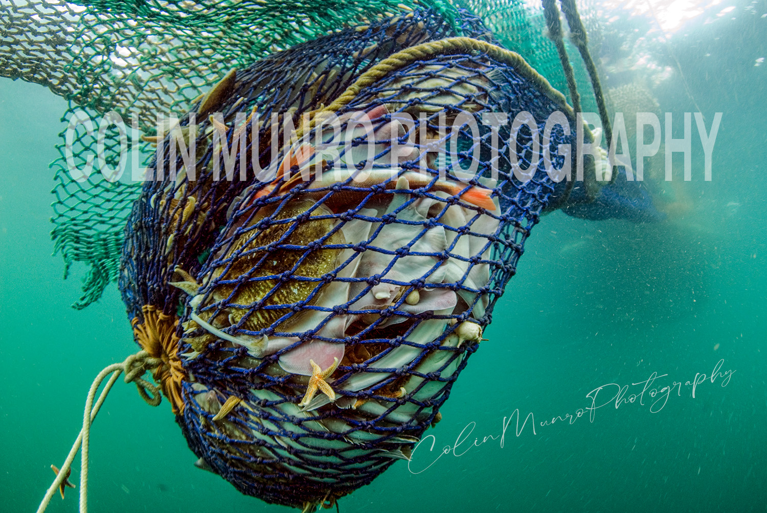 A trawl net, full of fish, as it is hauled to the surface. Bottom trawling is one of the most widespread, and most controversial, of fishing methods. Bottom trawl can damage or destroy fragile bottom living species such as bryozoans, sponges, corals and sea pens; they are also considered fairly non-selective, often catching and killing many non-target species. This image was taken within Lyme Bay, outside the area closed to bottom towed gear and outside the proposed Special Area of Conservation (SAC). © Colin Munro Photography