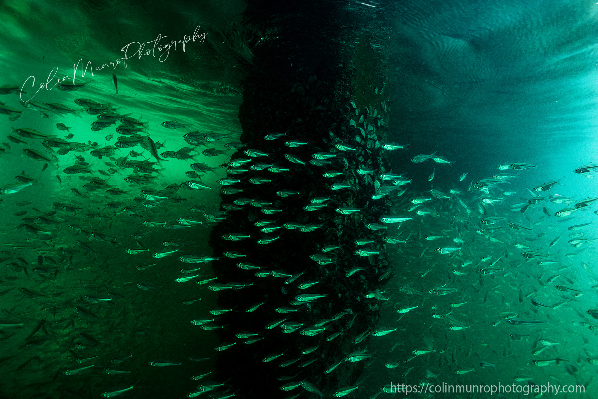 Schooling sardines congregate under an old pier, Phuket, Thailand. Available as a fine art print©colinmunrophotographyhttps://colinmunrophotography.com