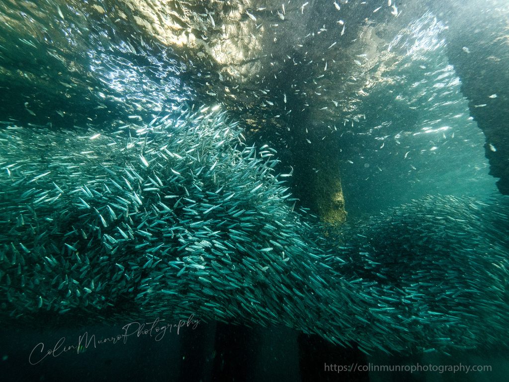 Schooling sardines (Sardinella sp.) shelter under an old pier Thailand, Andaman Sea. ©colinmunrophotography https://colinmunrophotography.com