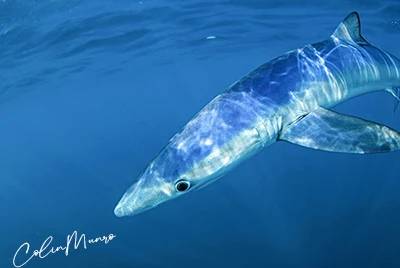 A blue shark canvas print. Canvas wrap print of a blue shark. Canvas wall art spints for sale. © Colin Munro Photography https:// colinmunrophotography.com