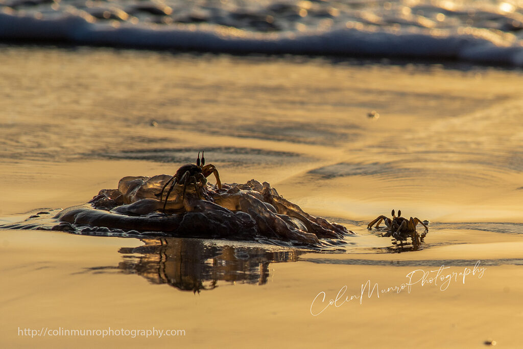 Horned ghost crabs (Ocypode ceratophthalmus) scavenge on a stranded jellyfish at low tide, near sunset.
© Colin Munro Photography https://colinmunrophotography.com