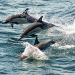 Common dolphins, Delphinus Delphis, leaping in coastal waters, Eastern Pacific, Northern Chile. Common dolphins, Delphinus Delphis, leaping in coastal waters, Eastern Pacific, Northern Chile. Colin Munro Photography