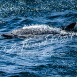 A common dolphin, Delphinus Delphis, flies through the water at high speed. Common dolphins are the fastest recorded swimming mammals. A common dolphin, Delphinus Delphis, flies through the water at high speed. Common dolphins are the fastest recorded swimming mammals. colin Munro Photography