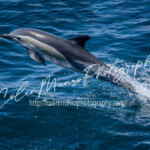 A common dolphin, Delphinus Delphis, launches itself out of the water at high speed. Common dolphins are the fastest recorded swimming mammals. A common dolphin, Delphinus Delphis, launches itself out of the water at high speed. Common dolphins are the fastest recorded swimming mammals. Colin Munro Photography