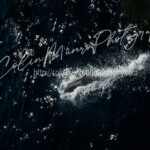 A common dolphin, Delphinus delphis, bowrides ahead of a ship. The dolphin streaks through dark water sending up a wake of white spray in its trail. A common dolphin, Delphinus delphis, bowrides ahead of a ship. The dolphin streaks through dark water sending up a wake of white spray in its trail. Colin Munro Photography