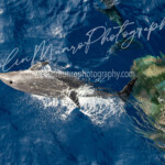 Bottlenose dolphins bowriding a ship in the Caribbean Sea. Bottlenose dolphins bowriding a ship in the Caribbean Sea. Colin Munro Photography