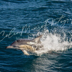 Common dolphin in mid leap, Cook Strait, New Zealand. Common dolphin in mid leap, Cook Strait, New Zealand. Colin Munro Photography