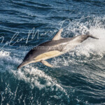 Common dolphin in mid leap, Cook Strait, New Zealand. Common dolphin in mid leap, Cook Strait, New Zealand. Colin Munro Photography