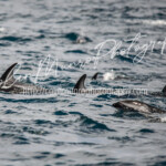 A school of dusky dolphins off Kaikoura, New Zealand A school of dusky dolphins off Kaikoura, New Zealand. colin Munro Photography
