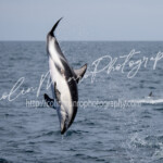 A dusky dolphin, Lagenorhynchus obscurus, performs a backflip. Kaikoura, new Zealand. A dusky dolphin, Lagenorhynchus obscurus, performs a backflip. Kaikoura, new Zealand. Colin Munro Photography