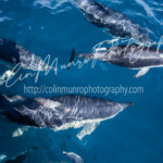 A mixed group of common dolphins and dusky dolphins swimming together. Kaikoura, New Zealand A mixed group of common dolphins and dusky dolphins swimming together. Kaikoura, New Zealand. Colin Munro Photography