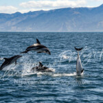 Dusky dolphins leaping in synchronicity, forming a perfect arc. Colin Munro Photography Dusky dolphins leaping in synchronicity, forming a perfect arc. Colin Munro Photography