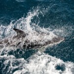 A dusky dolphin, Lagenorhynchus obscurus, swimming at speed, throwing up spray as it cuts through the water. A dusky dolphin, Lagenorhynchus obscurus, swimming at speed, throwing up spray as it cuts through the water. Colin Munro Photography