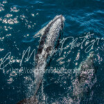 Dusky dolphins, Lagenorhynchus obscurus, swimming fast at the surface, and breathing hard, with a stream of bubbles flowing from their blowhole. Dusky dolphins, Lagenorhynchus obscurus, swimming fast at the surface, and breathing hard, with a stream of bubbles flowing from their blowhole. Colin Munro Photography