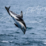 A dusky dolphin (Lagenorhynchus obscurus) performs a mid-air back-flip. Kaikoura, New Zealand A dusky dolphin (Lagenorhynchus obscurus) performs a mid-air back-flip. Kaikoura, New Zealand. Colin Munro Photography