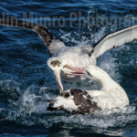 Fighting Albatross.
Wandering albatross fight over food. <a href="https://www.colinmunrophotography.com/buy-a-fighting-albatross-print/" target="_blank">Buy a Print</a> Albatross fight over food. Wandering albatross squabble over scraps of food. Wandering albatross are now considered a complex of several closely related species. New Zealand. © Colin Munro Photography. Fine art photographic prints for sale as fine art paper, stretched canvas prints, acrylic prints, wall art. https://colinmunrophotography.com