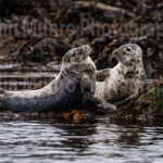 Juvenile grey seals playing <a href=" https://www.colinmunrophotography.com/buy-a-grey-seals-print/" target="_blank">Buy a Print</a> Juvenile grey seals playing on the rocks. Shiant Isles, Outer Hebrides, West Scotland. © Colin Munro Photography. Art prints for sale https://colinmunrophotography.com