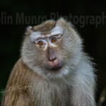 Northern pig-tailed macaque, Macaca leonina, caught in shafts of sunlight
<a href="https://www.colinmunrophotography.com/?page_id=1694" target="_blank">Buy a Print</a> A northern pig-tailed macaque, Macaca leonina, caught in shafts of sunlight as it sits in the shade of trees. © Colin Munro Photography. Fine art print for sale. https://colinmunrophotography.com