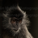 Silvery langur portrait<a href="https://www.colinmunrophotography.com/buy-a-silvery-langur-monkey-print/" target="_blank">Buy a Print</a> Portrait of a Silvery langur,Trachypithecus cristatus, aka silvery lutung or silvered leaf monkey. © Colin Munro Photography Fine art print for sale https://colinmunrophotography.com