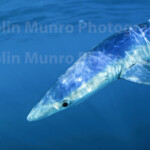 Blue shark<a href=" https://www.colinmunrophotography.com/buy-a-blue-shark-print/" target="_blank"> Buy a Print</a> Fine art print. A blue shark fine art print. Fine art paper prints, made to order on archival paper. A female blue shark swimming close to the surface off Southwest Cornwall, UK. © Colin Munro Photography. Colin Munro Fine Art wildlife photographic prints. Prints for sale. https://colinmunrophotography.com